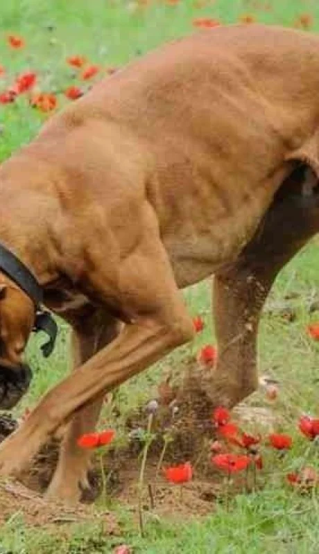 perro-cavando-esconder-comida-455-jpg.