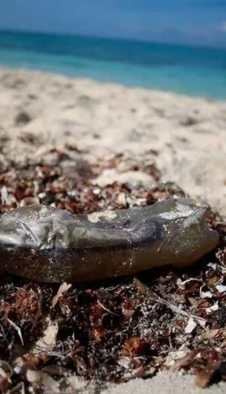 basura-marina-01-jpg.