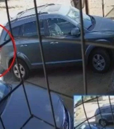 mato-a-un-pitbull-jpg.