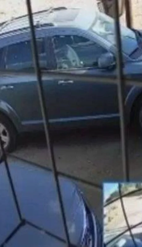 mato-a-un-pitbull-jpg.