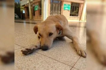 'Hachiko' de Misiones: falleció en el hospital y su perro lo sigue esperando allí