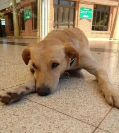 perro-misiones-hospital-salud-png.