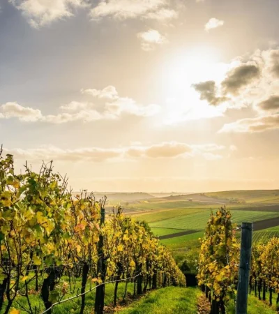 pexels-david-1277181-jpg.