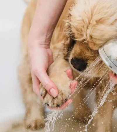 como-banar-a-un-perro-en-casa-4148-orig-jpg.