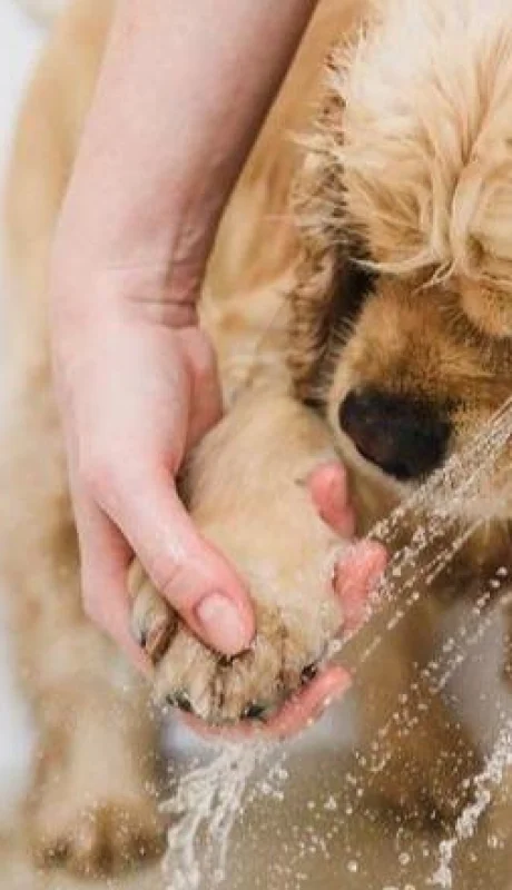 como-banar-a-un-perro-en-casa-4148-orig-jpg.