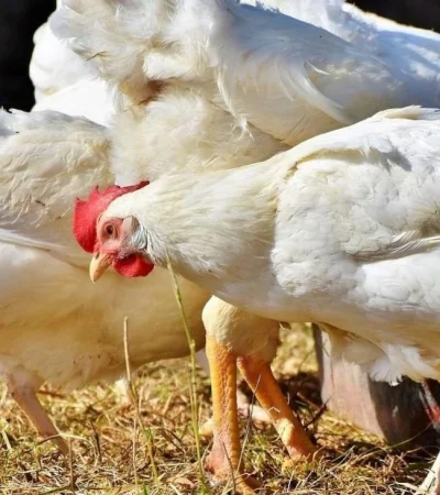 gallinas-gripe-aviar-jpg.