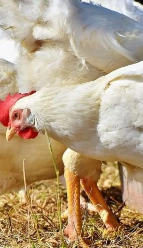 gallinas-gripe-aviar-jpg.