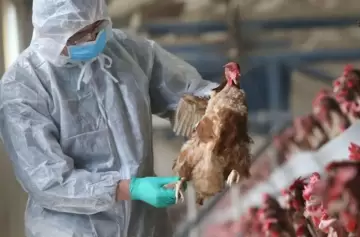 Estados Unidos: se produjo la primera muerte humana por gripe aviar