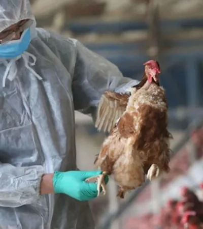 Estados Unidos: se produjo la primera muerte humana por gripe aviar