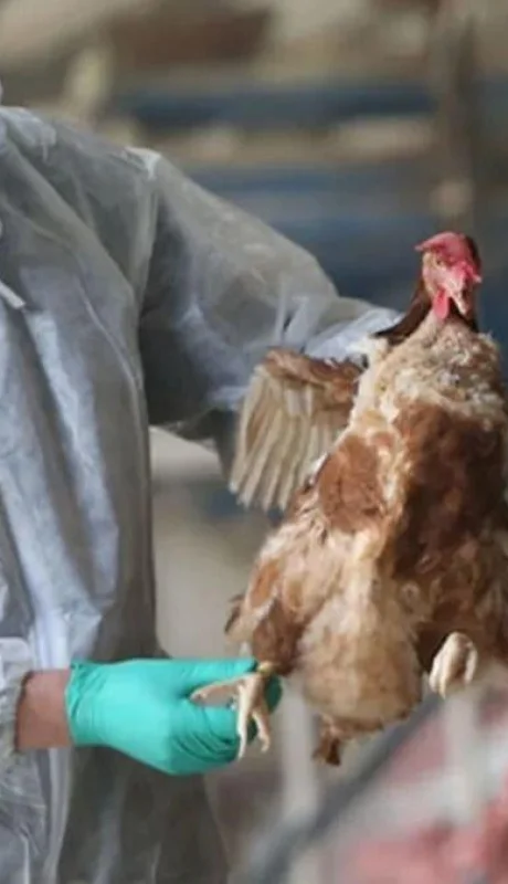 Estados Unidos: se produjo la primera muerte humana por gripe aviar