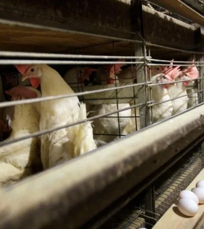 china-detecta-el-primer-caso-mundial-de-gripe-aviar-h10n3-en-humanos-foto-ap