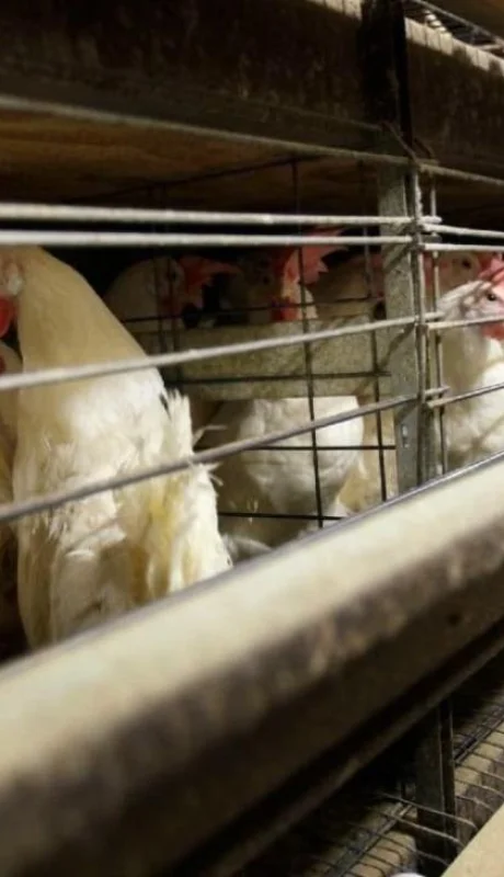 china-detecta-el-primer-caso-mundial-de-gripe-aviar-h10n3-en-humanos-foto-ap