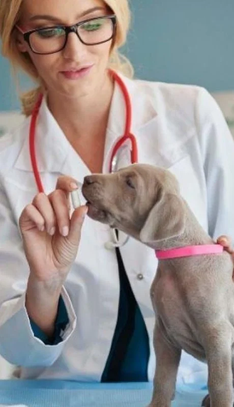 desparasitar-cachorros-cuando-hacerlo-1200x900-jpg.