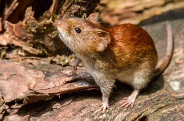 Bariloche: una maestra murió por hantavirus y aislaron a sus contactos