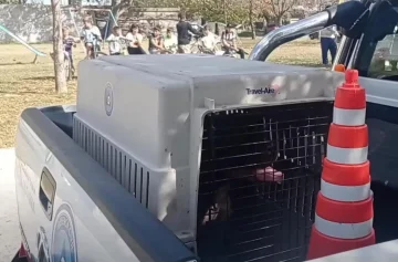 Un niño de 8 años murió tras ser atacado por un Pitbull