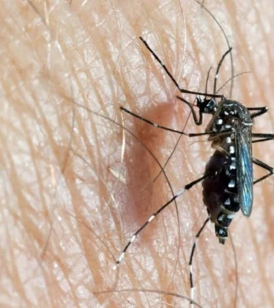 aedes-aegypti-1-jpg.