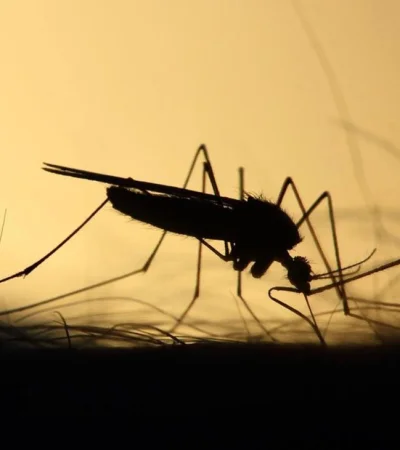 mosquito-dengue-png.