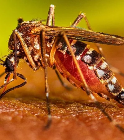 aedes-aegypti-2-jpg.