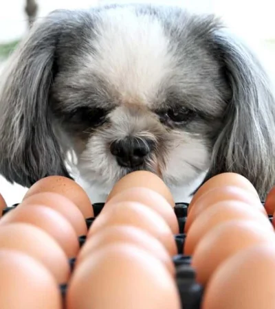 puede-el-perro-comer-huevos-todo-lo-que-necesitas-saber-jpg.