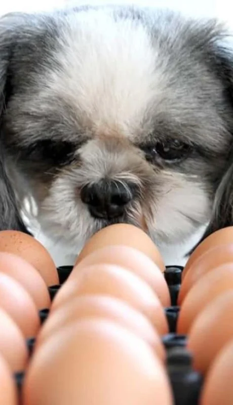 puede-el-perro-comer-huevos-todo-lo-que-necesitas-saber-jpg.