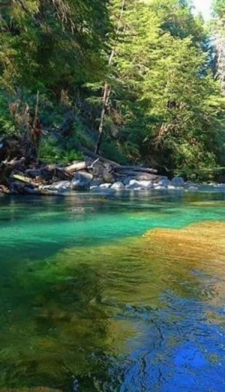 el-bolson-portada-jpg.