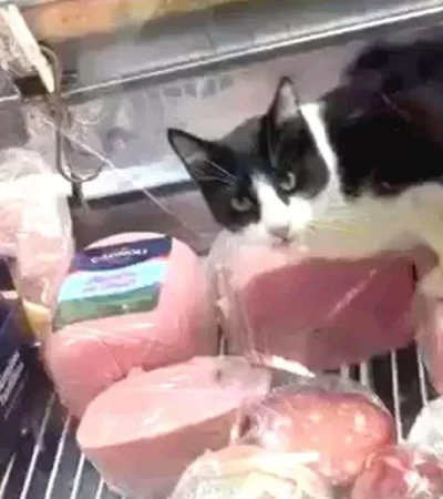 1200x668-filman-gato-comiendo-jamon-heladera-fiambreria-991432-112413-jpg.