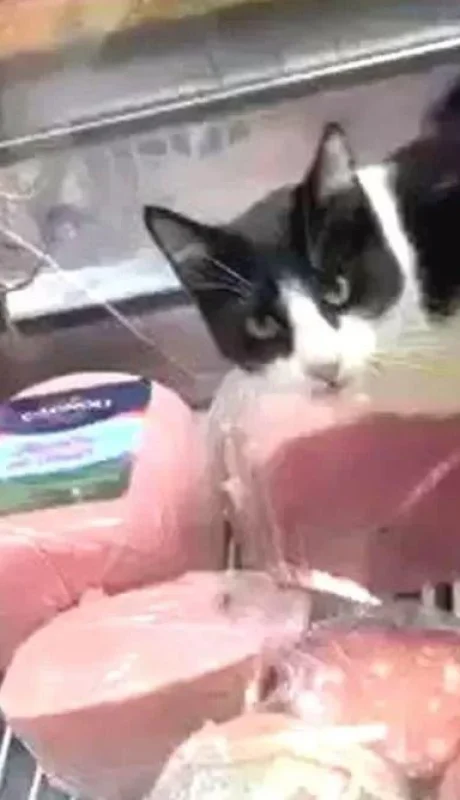 1200x668-filman-gato-comiendo-jamon-heladera-fiambreria-991432-112413-jpg.