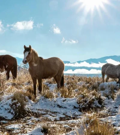 pexels-sole-d-alessandro-13275561-1-jpg.