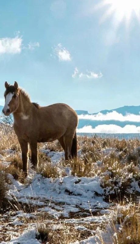 pexels-sole-d-alessandro-13275561-1-jpg.