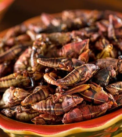 bichos-insectos-comida-dolares-png.