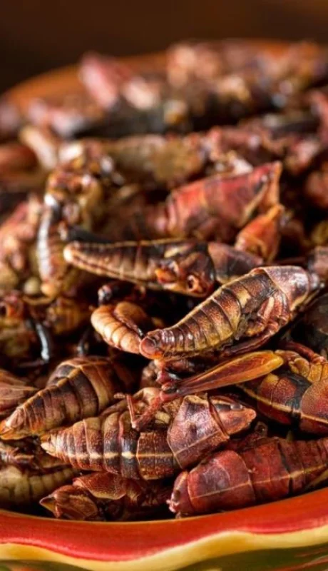 bichos-insectos-comida-dolares-png.