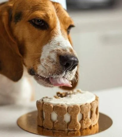 tarta-para-perros-1-jpeg.