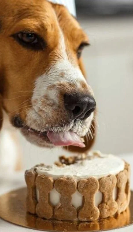 tarta-para-perros-1-jpeg.