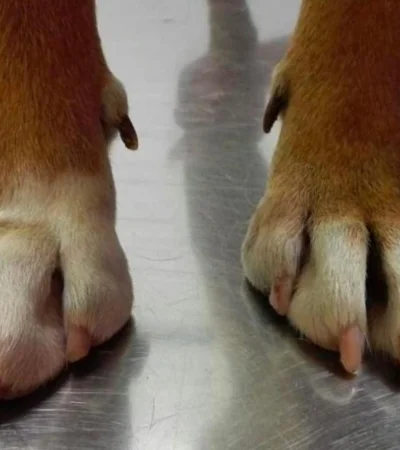 perro-scooter-perro-feo-premio-mundo-animales-mascotas-jpg.