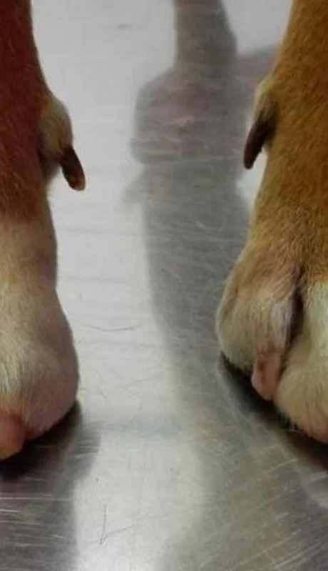 perro-scooter-perro-feo-premio-mundo-animales-mascotas-jpg.