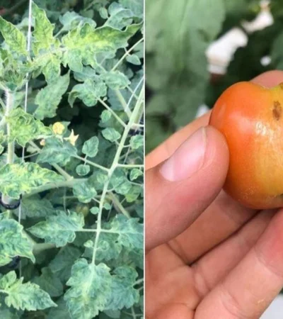 tomate-virus-enfermedad-patogeno-problema-png.