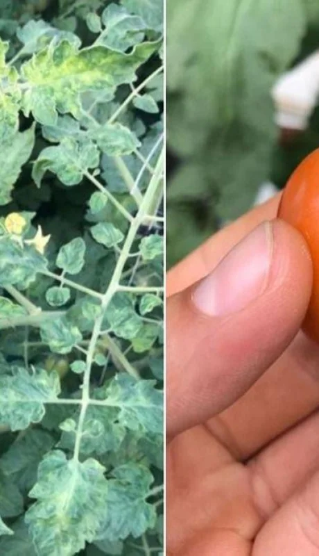 tomate-virus-enfermedad-patogeno-problema-png.