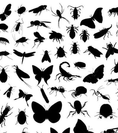 insectos-png.