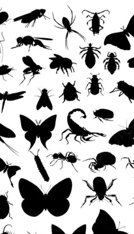 insectos-png.