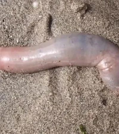 223059w750h416c-jpg-jpg.