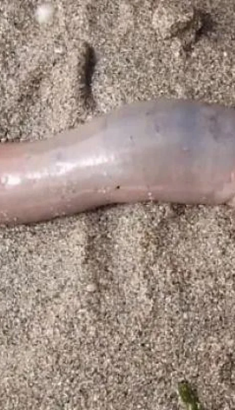 223059w750h416c-jpg-jpg.