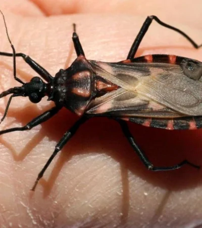 chagas-enfermedad-problama-mal-argentina-cifras-hoy-png.