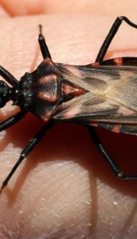 chagas-enfermedad-problama-mal-argentina-cifras-hoy-png.