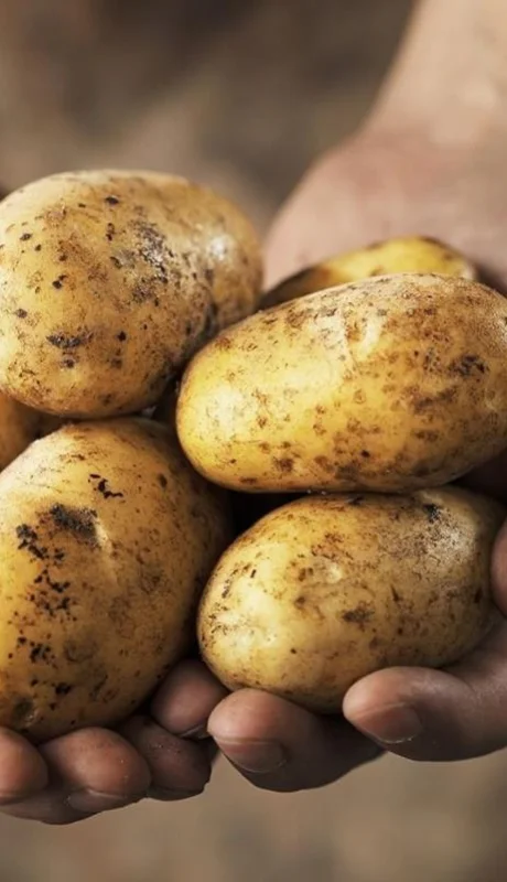 whatsapp-image-2023-07-10-at-10-32-16-jpeg.