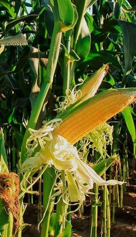 Maíz en riesgo: la chicharrita y el clima afectan la siembra