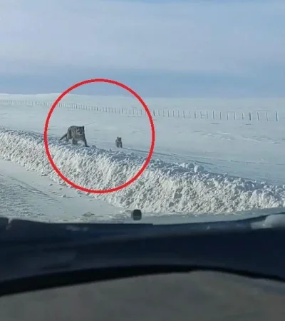 pumas-patagonia-png.