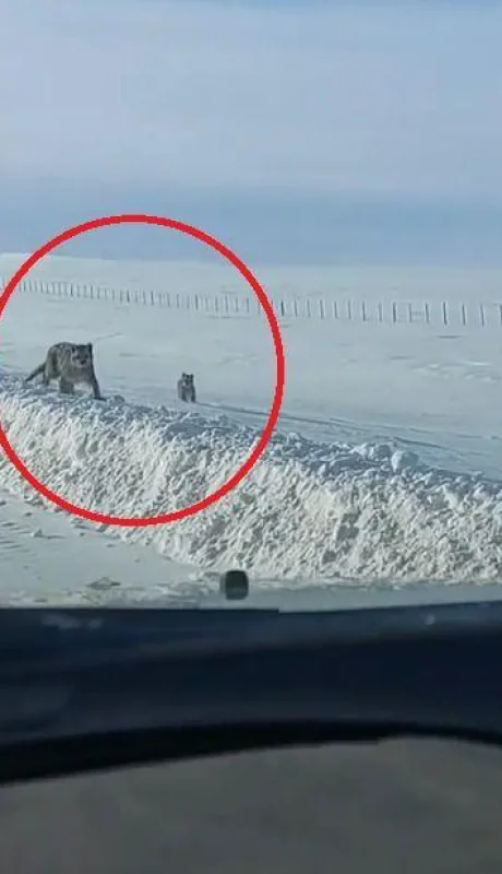 pumas-patagonia-png.