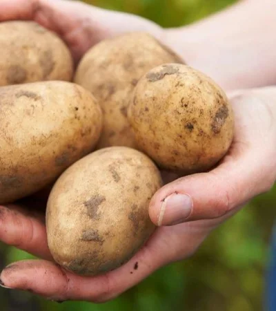 foto-dia-nacional-de-la-papa-05-jpg.