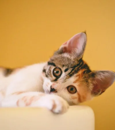 pexels-cong-h-1404819-jpg.