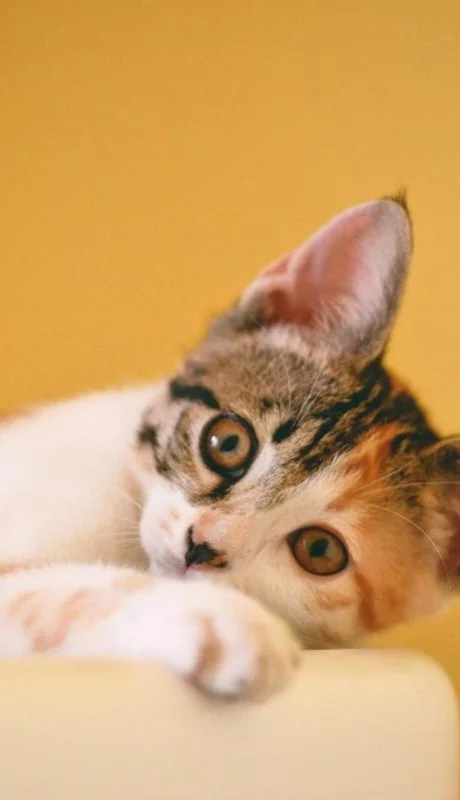 pexels-cong-h-1404819-jpg.